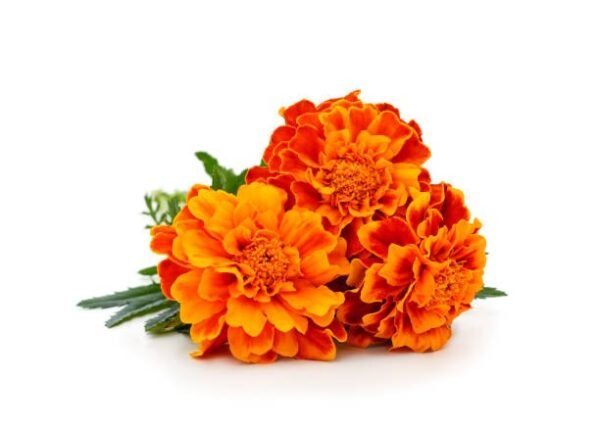 MARIGOLD FLOWER
