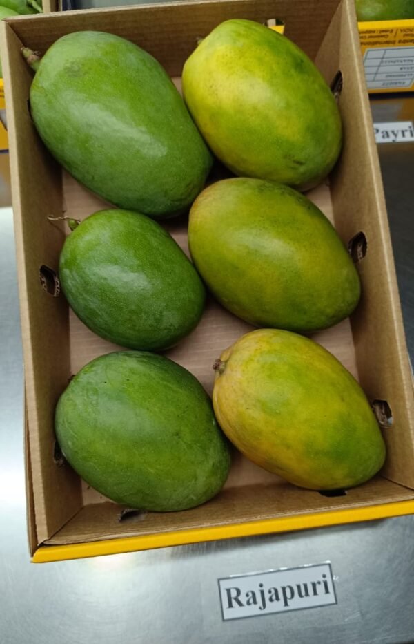 RAJAPURI MANGO (Mangifera indica) - Image 2