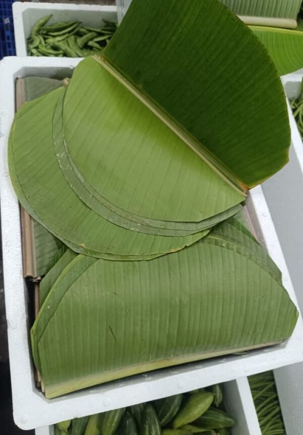 BANANA LEAF ROUND (Musa x paradisiaca) - Image 2