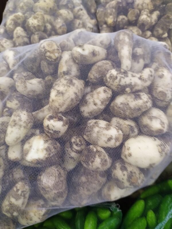 ARVI (Colocasia esculenta) - Image 2