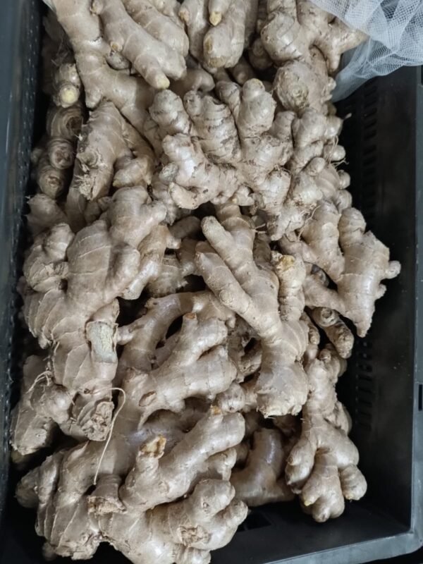 GINGER (Zingiber Officinale) - Image 2